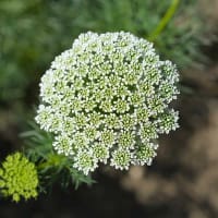 Frö till Tandpetarsilja 'Green Mist'
