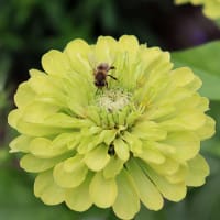 Zinnia 'Queeny Lime'