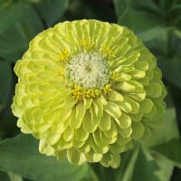 Zinnia 'Queeny Lime'
