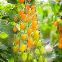 Frö till ekologiskt frö Tomat 'Ormato'