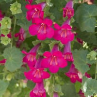 Pluggplanta Lejongapsranka 'Lofos Compact Pink'