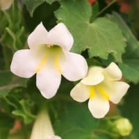 Pluggplanta Lejongapsranka 'Lofos Compact White'