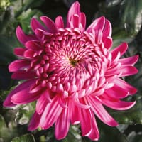 Krysantemum 'Holiday Purple'