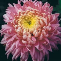 Krysantemum 'Holiday Rose'