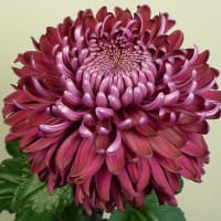 Krysantemum 'Regal Mist Purple'