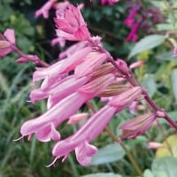 Salvia 'Kisses & Whishes', 3-pack