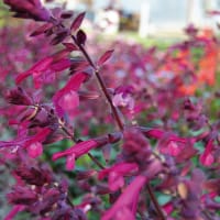 Salvia 'Love & Wishes', 3-pack