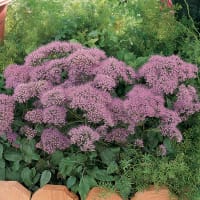 Sommarhalsört 'Pandora'