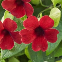 Svartöga 'Sunny Susy® Cherry'