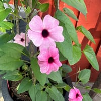 Svartöga 'Sunny Susy Rose Sensation'