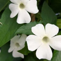 Pluggplanta Svartöga 'Sunny Susy® White Wedding'