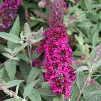 Pluggplanta av Syrenbuddleja 'Summer Bird® Raspberry' 