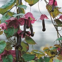 Rhodochiton atrosanguineus - Volmary