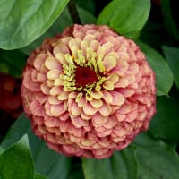 Zinnia 'Queeny Red Lime'.