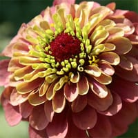 Zinnia 'Queeny Red Lime'.