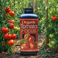 Ekologisk tomatnäring