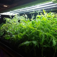 Växtbelysning för uppdragning och övervintring av växter