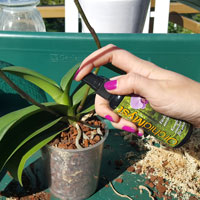 Orchid Myst - spraynäring för orkidéer