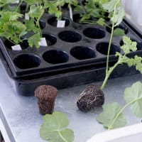 Root Riot odlingskub
