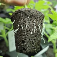 Root Riot rotningkuber 