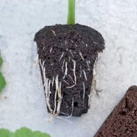 Root Riot odlingskub