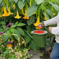 Towa vattenkanna för guldvatten