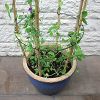 CaneRing växtstödshållare