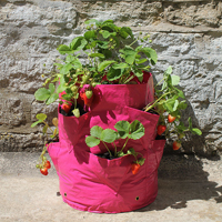 odlingssäcka för jordgubbar och kryddväxter