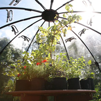 Odling i Sunbubble växthustält