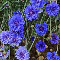 Blåklint blommande blå