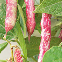 Brytböna 'Speckled Cranberry'