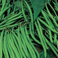 Frö till Dvärgböna