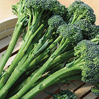 Frö till Broccoli 'Inspiration' F1, Brassica oleracea