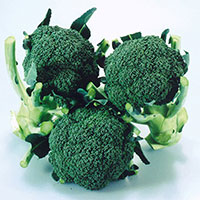 Frö till Broccoli 'Matsuri' F1, Brassica oleracea