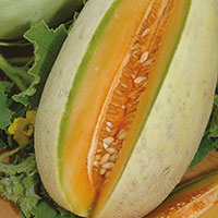Frö till Melon 'Melba', Cucumis melo