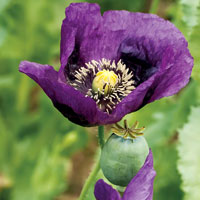 Frö till Vallmo, Poppy 'Laurens Grape'