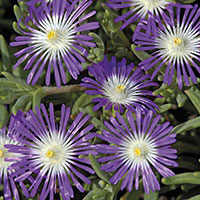 Frö till Vitögd frövisare 'Stardust', Delosperma floribundum
