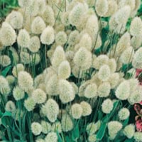 Harsvans 'Bunny Tails'