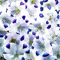 Frö till Kärleksblomster Nemophila, Five Spot