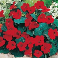 Krasse 'Empress of India'