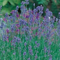 Lavendel 'Munstead Strain'