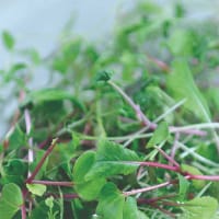 Gourmetsallad som microblad