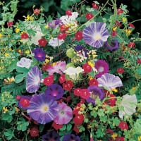 Klätterväxter, ettårig mix