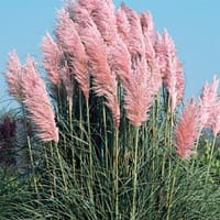 Pampasgräs 'Pampas Pink'