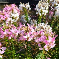 Paradisblomster 'Colour Fountain', mix.