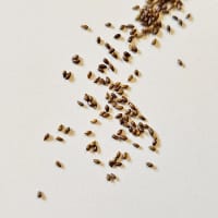 Pensé 'Floral Power Stone Washed Denim' F1