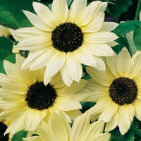 Solros 'Vanilla Ice', ljusgula solrosor.