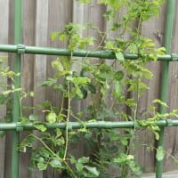 Växtspaljé, grön 200x100 cm