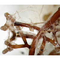 Näring till rosor med mycorrhiza