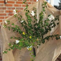 Fiberduk för skydd av växter 34 gram